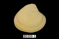 藏品(日本黃文蛤)的圖片